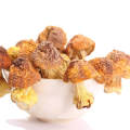 Dried Agaricus Subrufescens Blazei Murr Mushroom